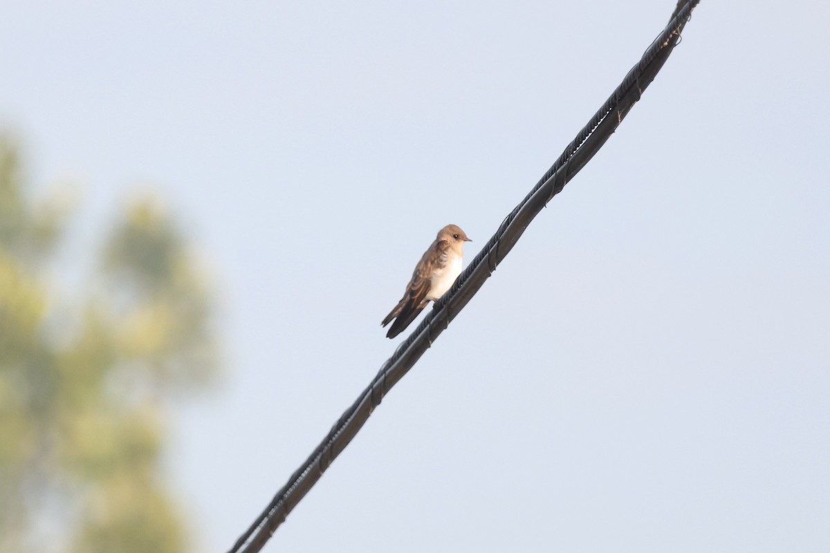 Northern Rough-winged Swallow - ML628174372