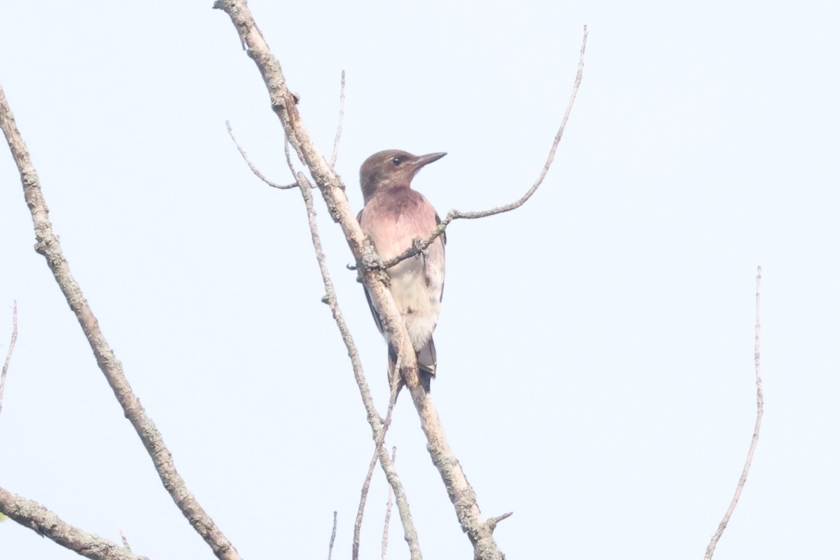 Red-headed Woodpecker - ML628174373