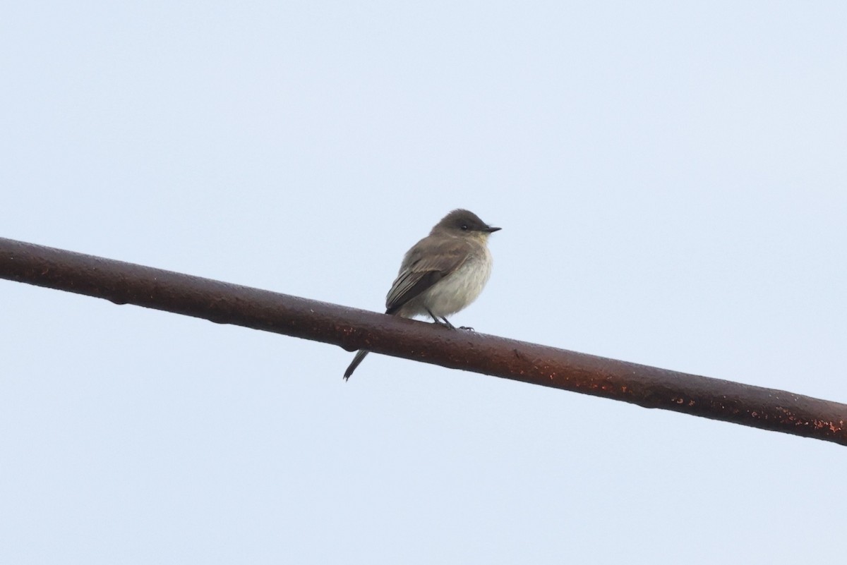 Eastern Phoebe - ML628174385