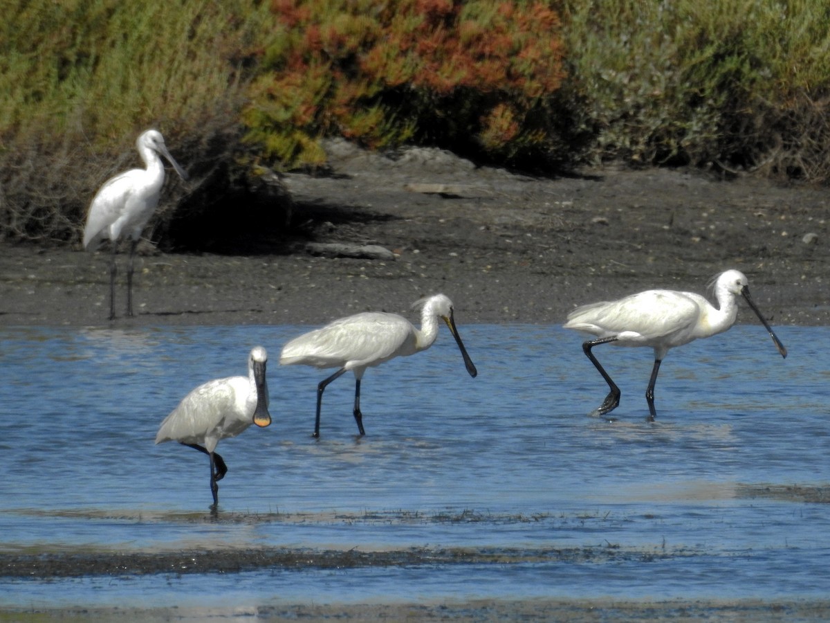 Eurasian Spoonbill - ML62817441