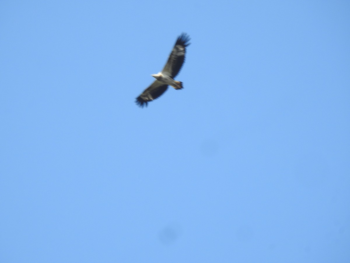 白腹海鵰 - ML628174428