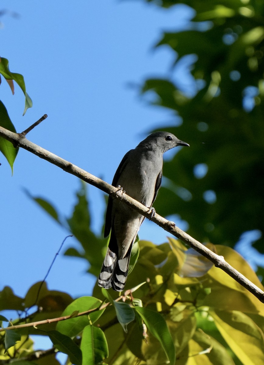 Black-winged Cuckooshrike - ML628174561