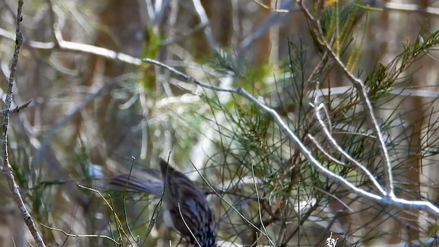 Striped Honeyeater - ML628174671