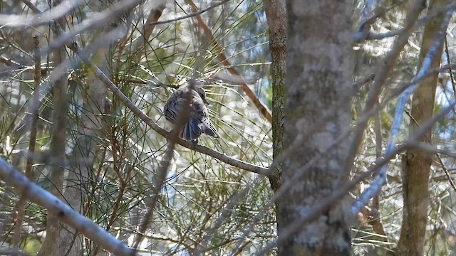Striped Honeyeater - ML628174674