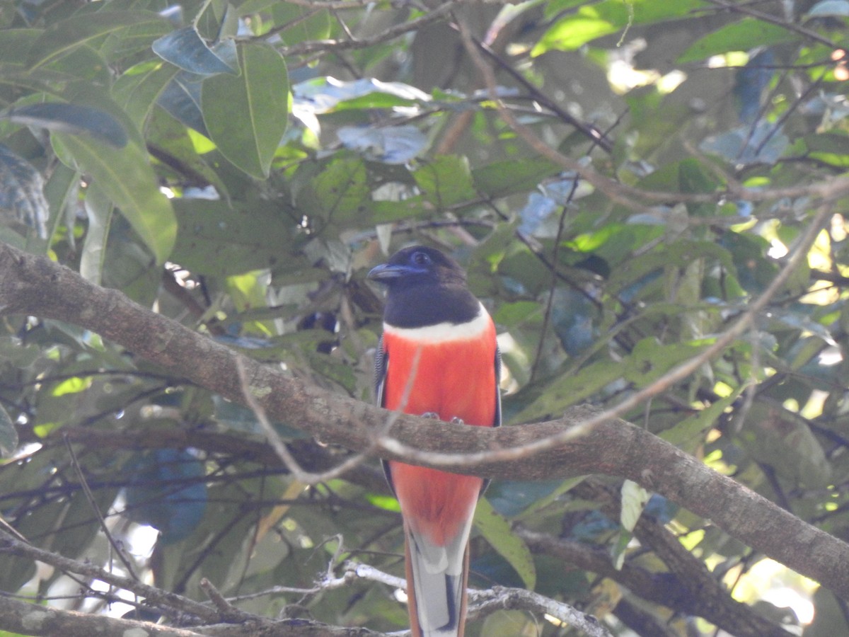 Malabar Trogon - ML628174857