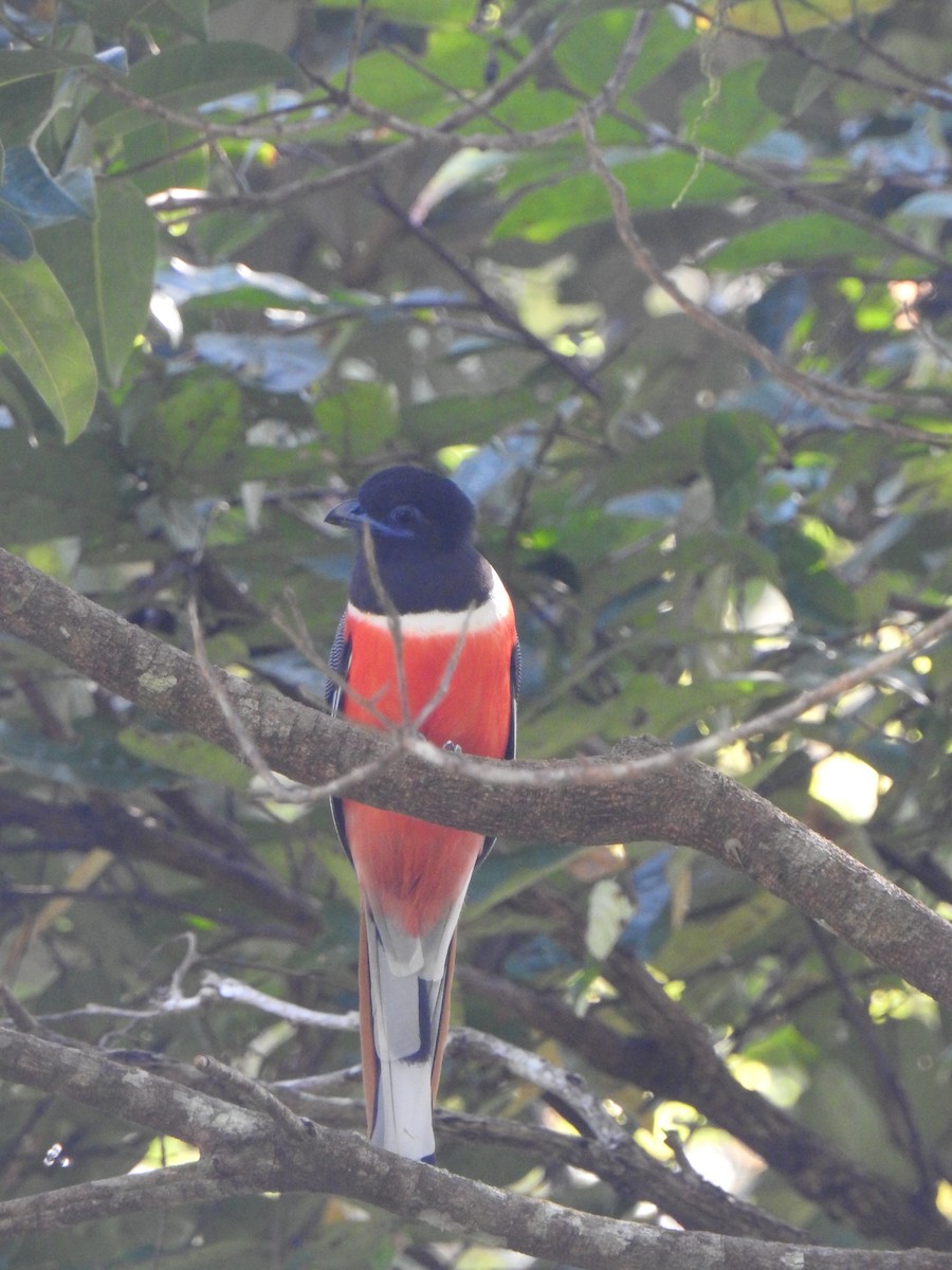 Malabar Trogon - ML628174863