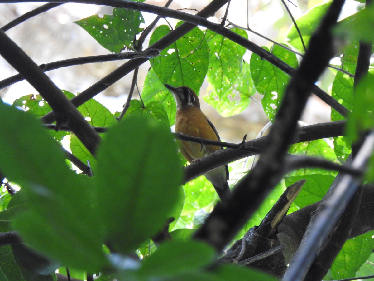 Orange-headed Thrush - ML628174875