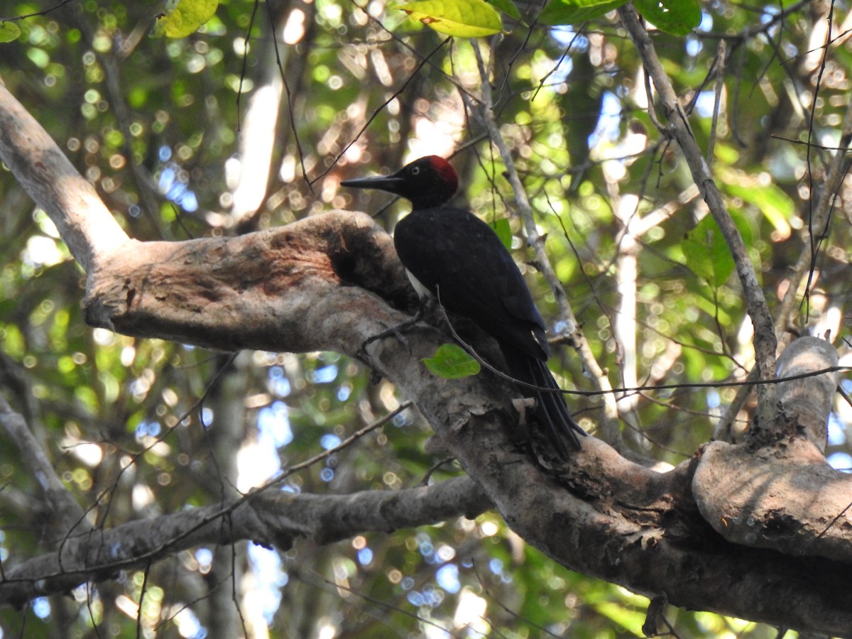 White-bellied Woodpecker - ML628174907