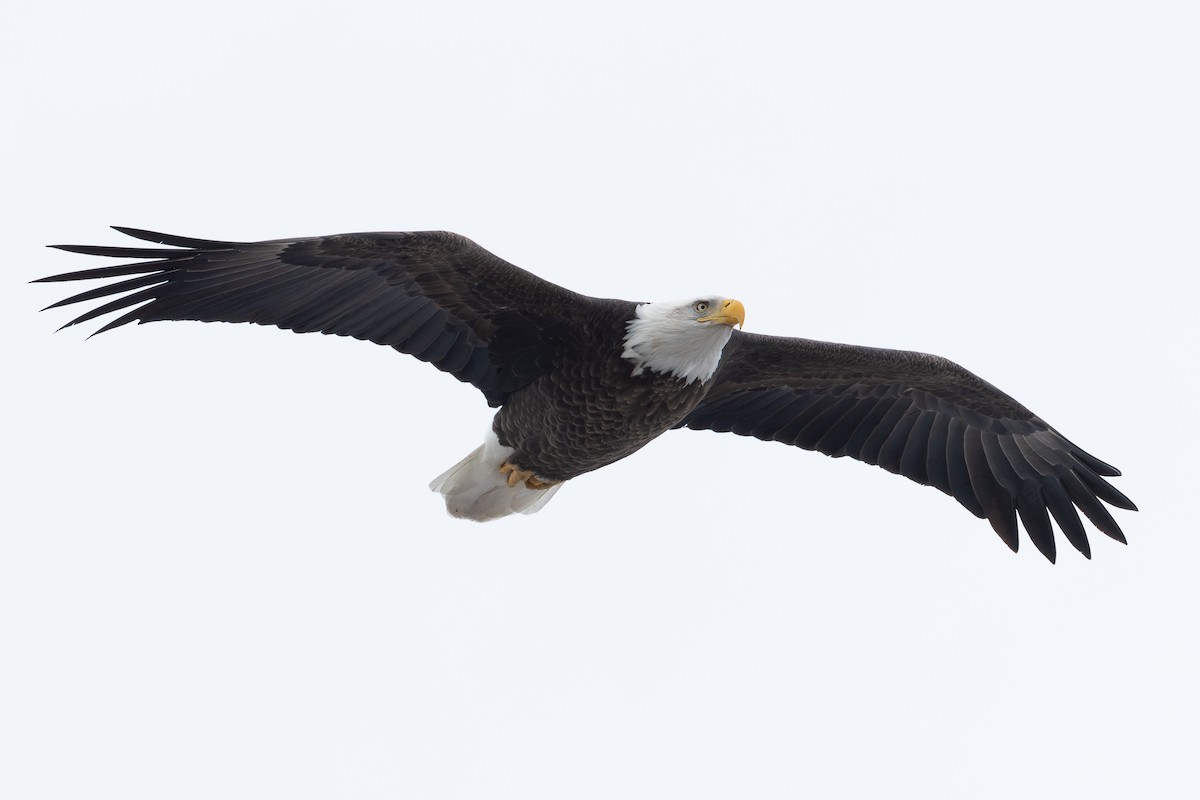 Bald Eagle - ML628174940