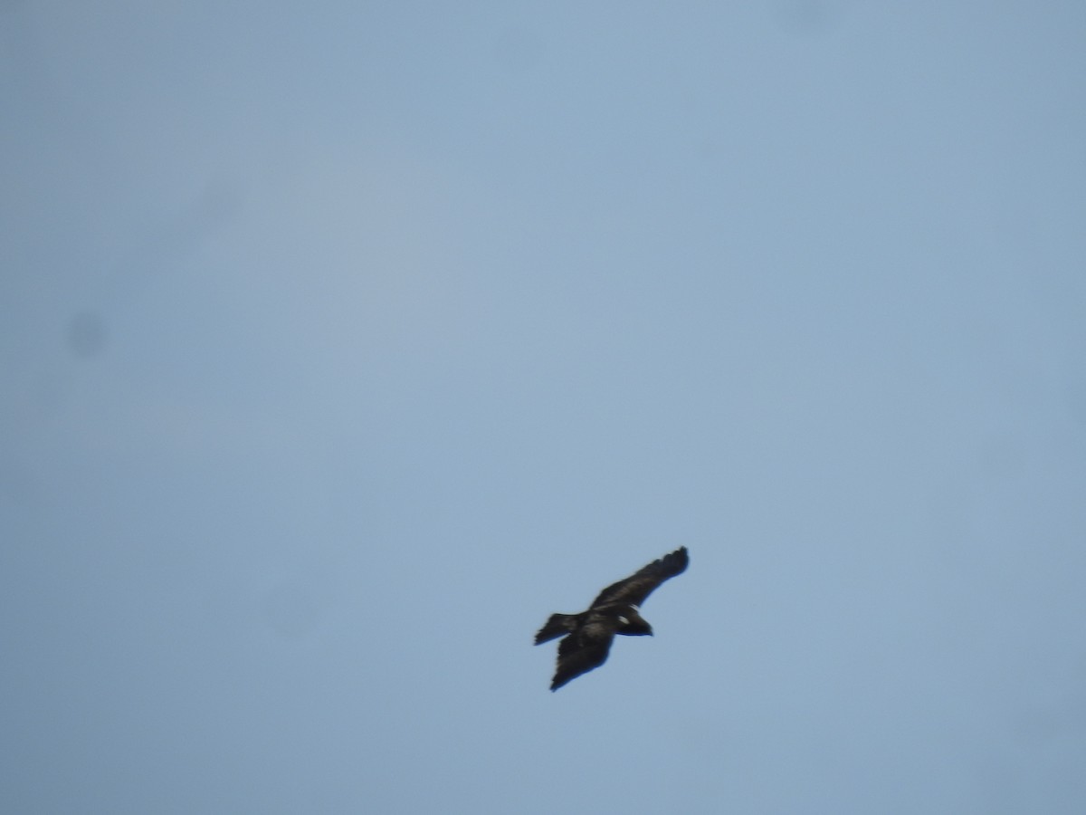 Booted Eagle - ML628174948