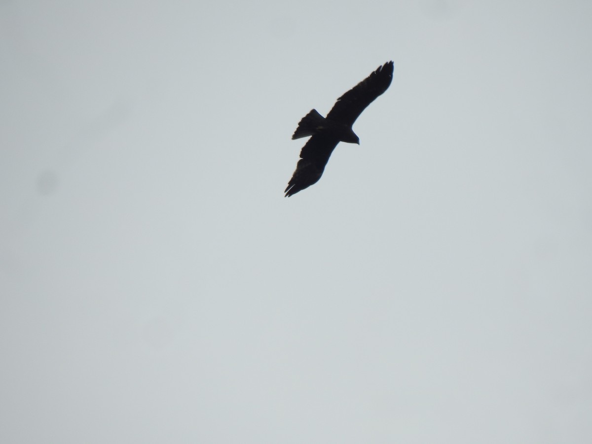 Booted Eagle - ML628174949