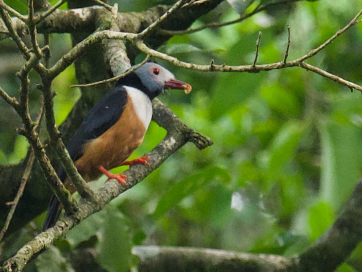 Rufous-bellied Helmetshrike - ML628174972