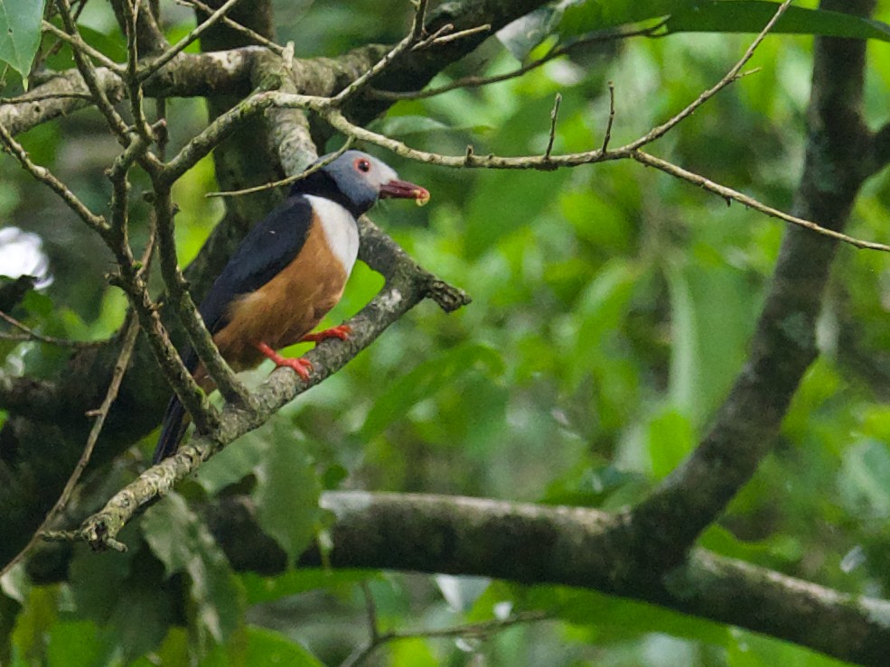Rufous-bellied Helmetshrike - ML628174973
