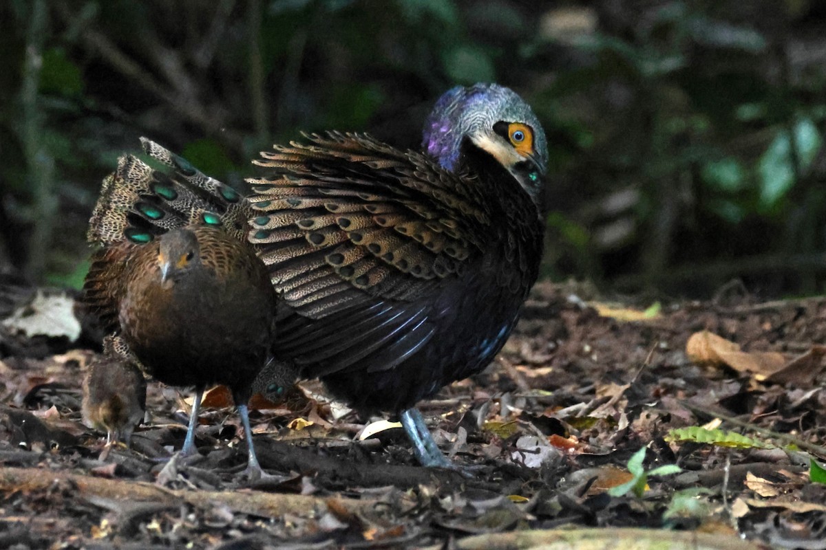 Bornean Peacock-Pheasant - ML628175141