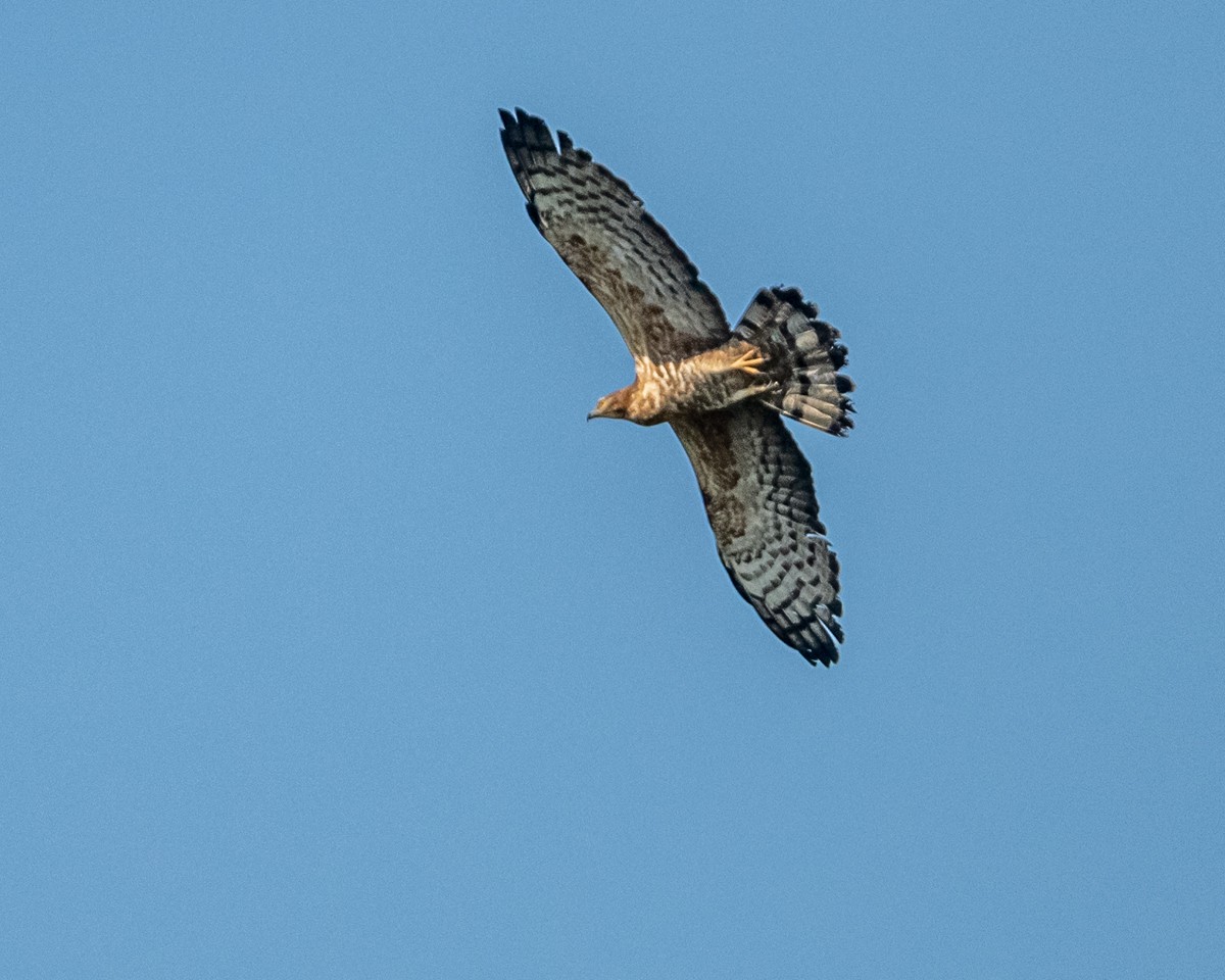 Согсоот гоорбис - ML628175407