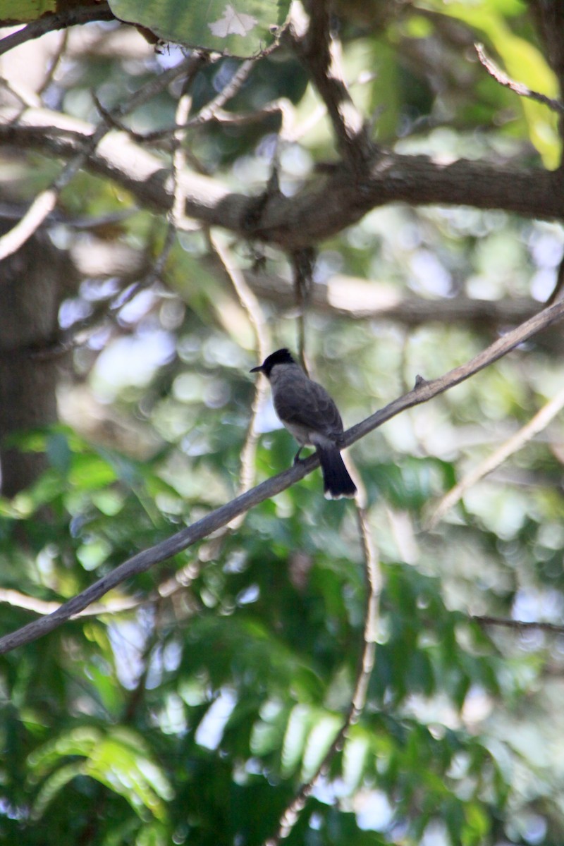 Bulbul Ventridorado - ML628175420