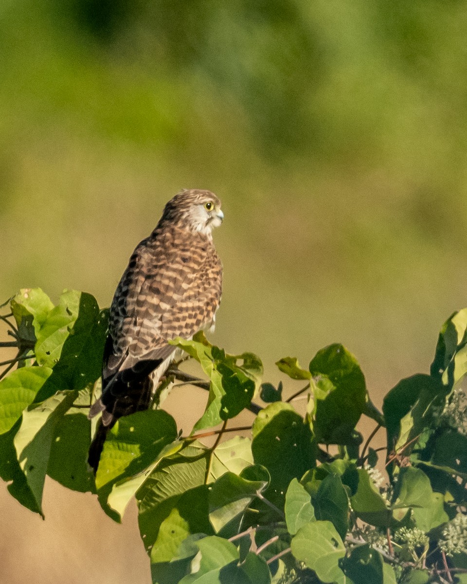 Начин шонхор - ML628175424