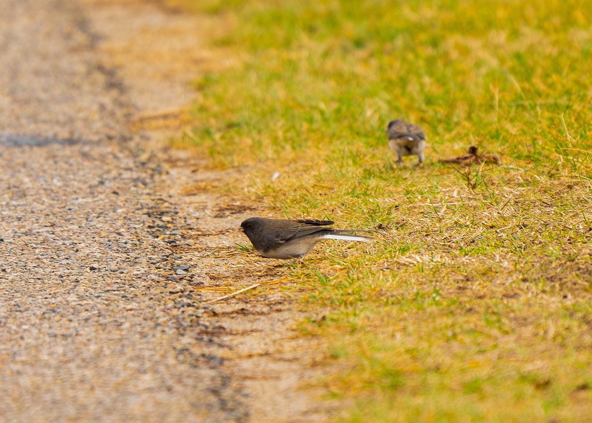 Dark-eyed Junco - ML628175523