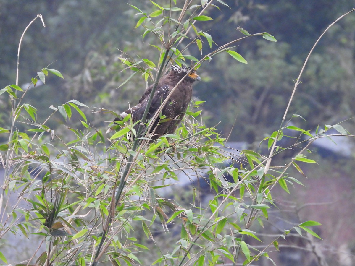 Crested Serpent-Eagle - ML628175566