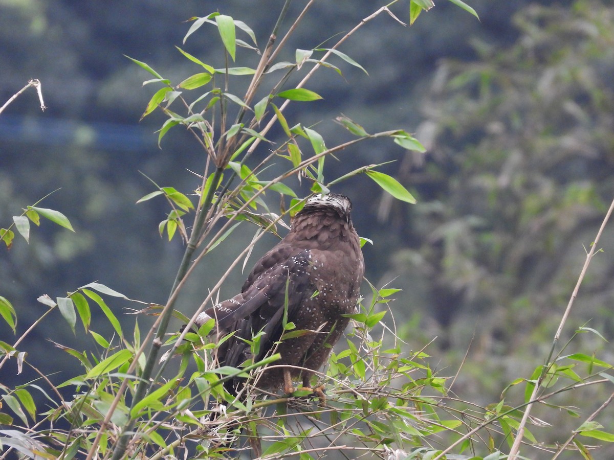 Crested Serpent-Eagle - ML628175575