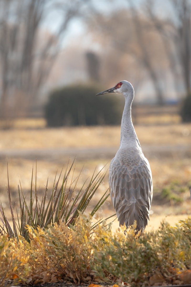 Sandhill Crane - ML628175668