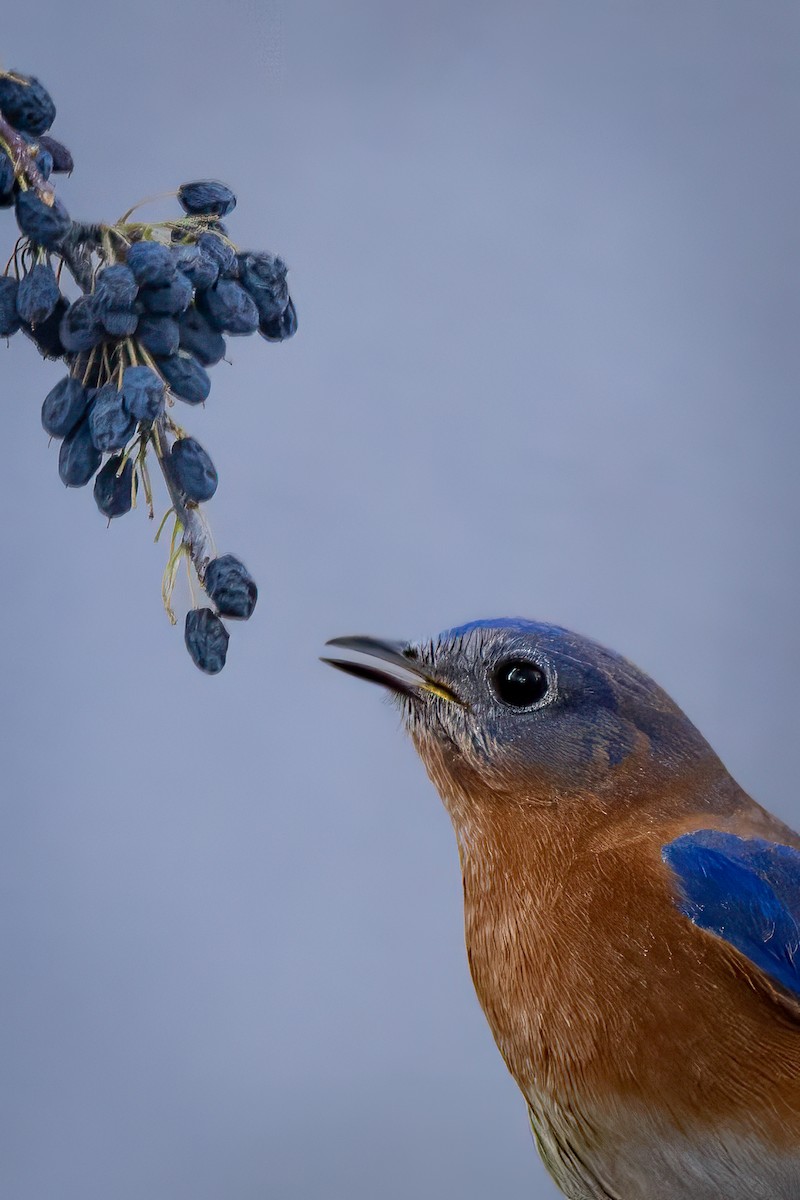 Eastern Bluebird - ML628175672