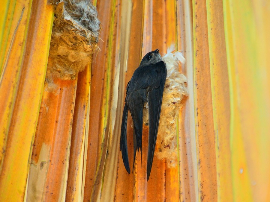 Malagasy Palm Swift - ML628175741