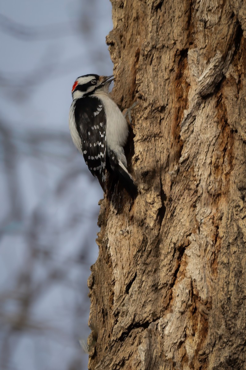 Downy Woodpecker - ML628175760