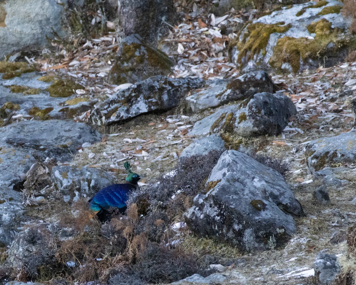 Himalayan Monal - ML628175761