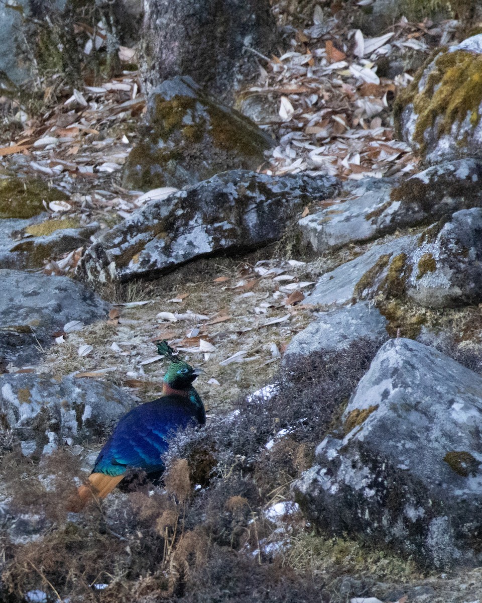 Himalayan Monal - ML628175762