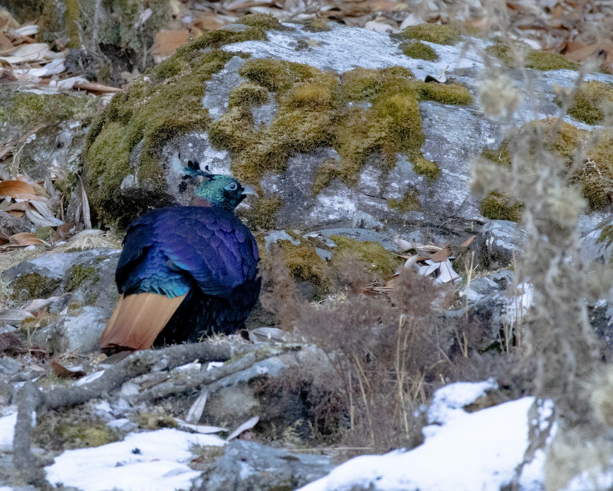 Himalayan Monal - ML628175763