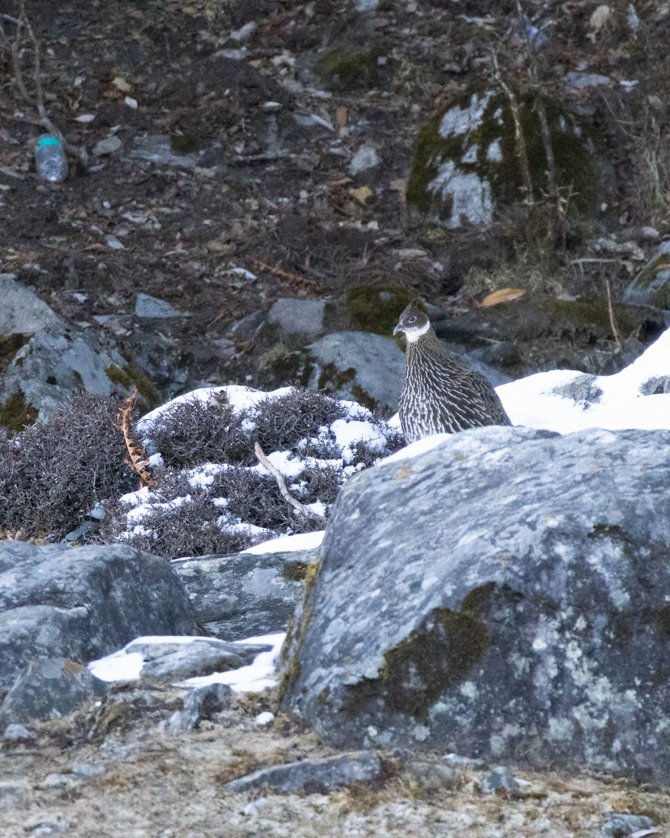 Himalayan Monal - ML628175764