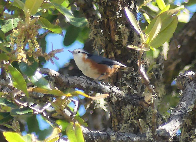 White-browed Nuthatch - ML628175797