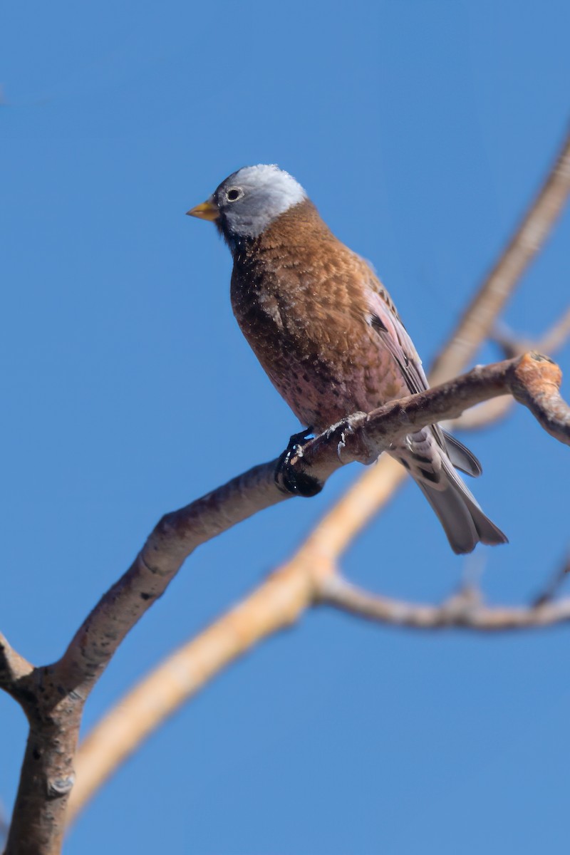 Gray-crowned Rosy-Finch - ML628175798