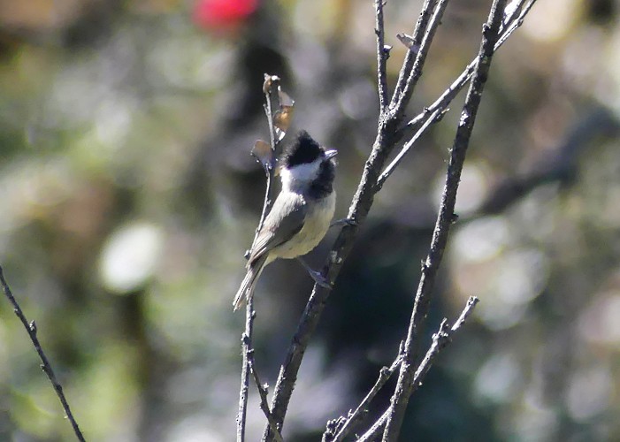 Black-bibbed Tit - ML628175859