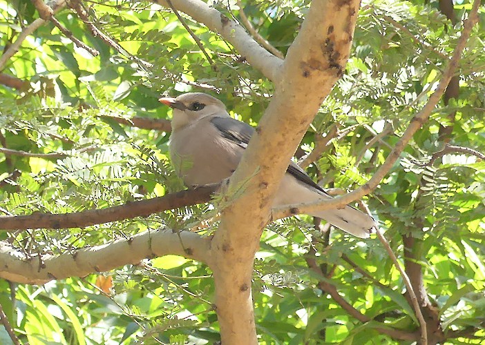 Burmese Myna - ML628175895