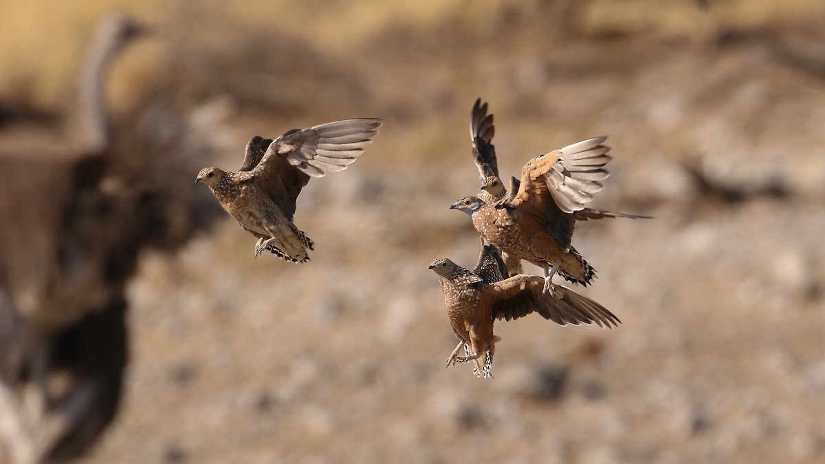 Burchell's Sandgrouse - ML628175900