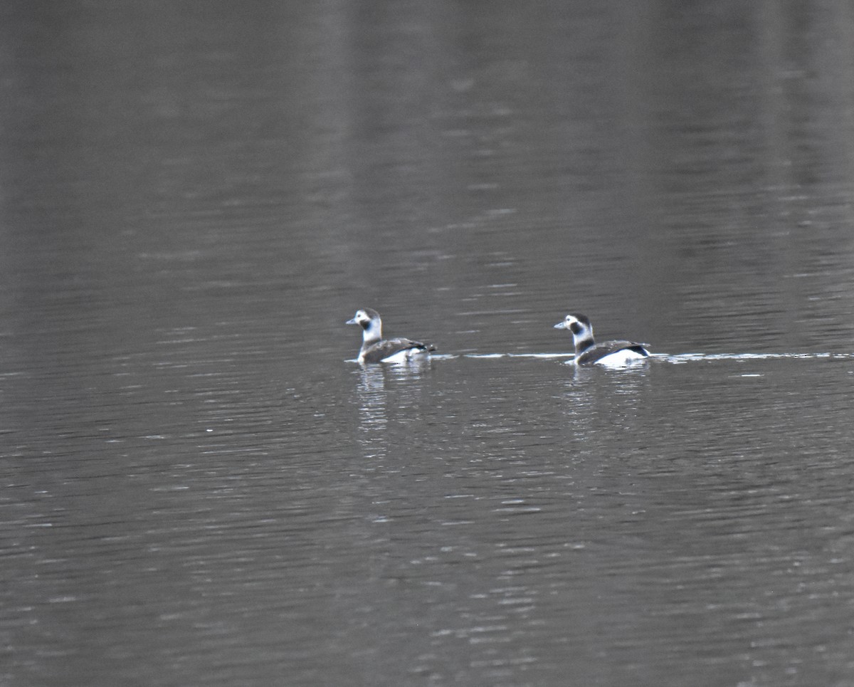 Long-tailed Duck - ML628175919