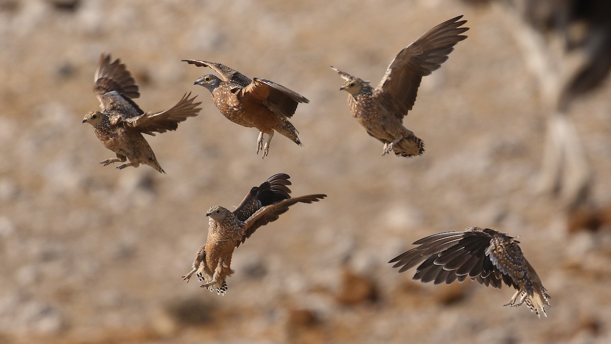 Burchell's Sandgrouse - ML628175964