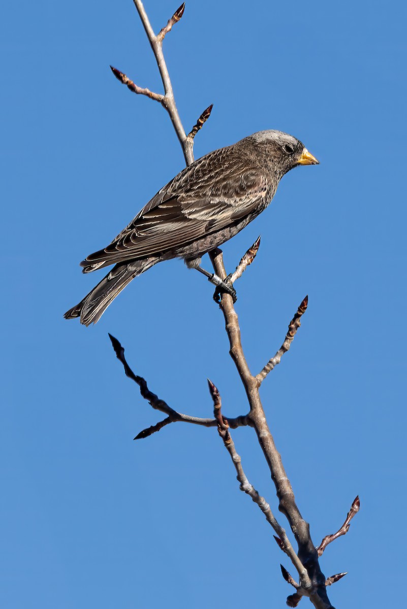 Black Rosy-Finch - ML628176023