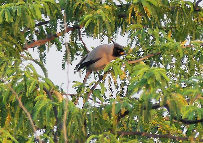 Hooded Treepie - ML628176028