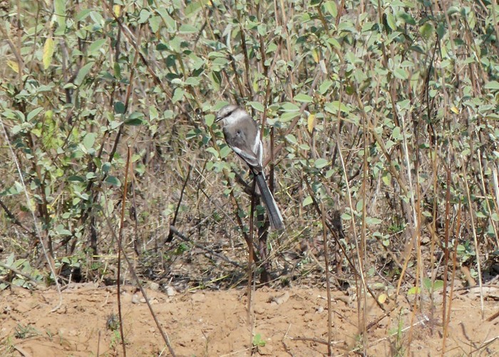 Jerdon's Minivet - ML628176031