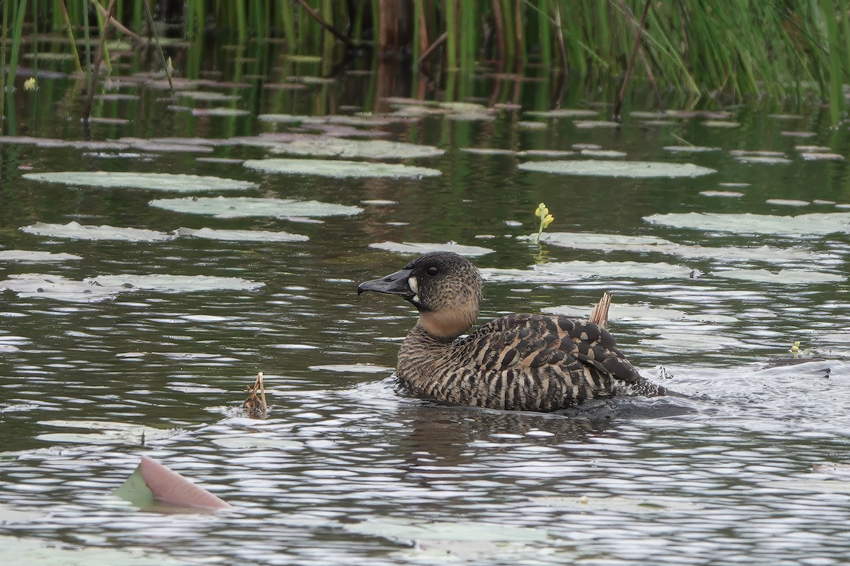 White-backed Duck - ML628176032