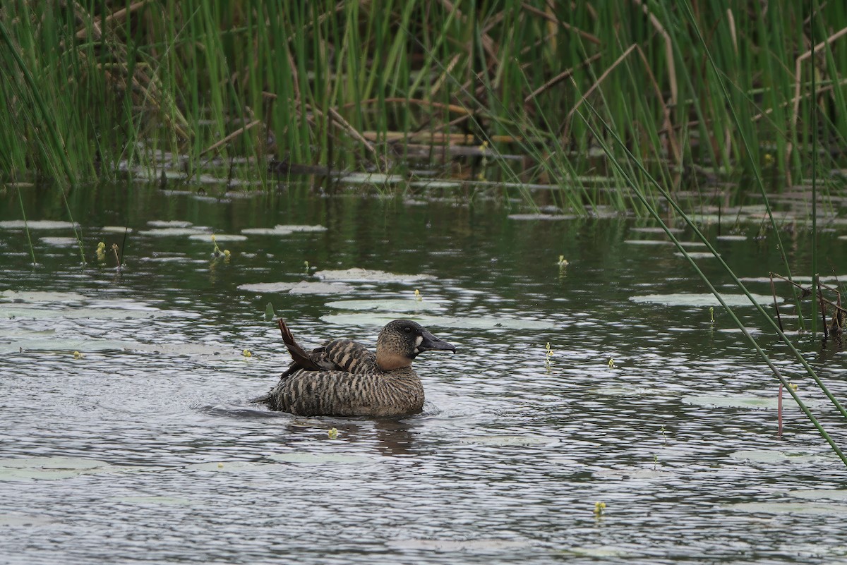 White-backed Duck - ML628176033