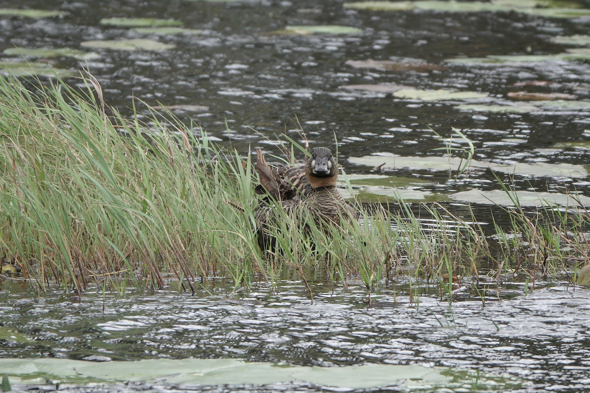 White-backed Duck - ML628176034