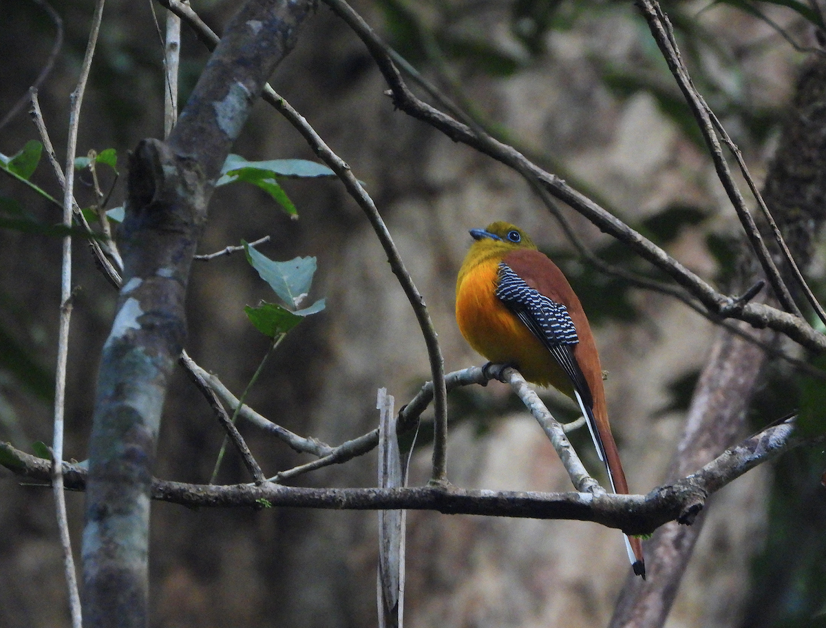 Orangebauchtrogon - ML628176194