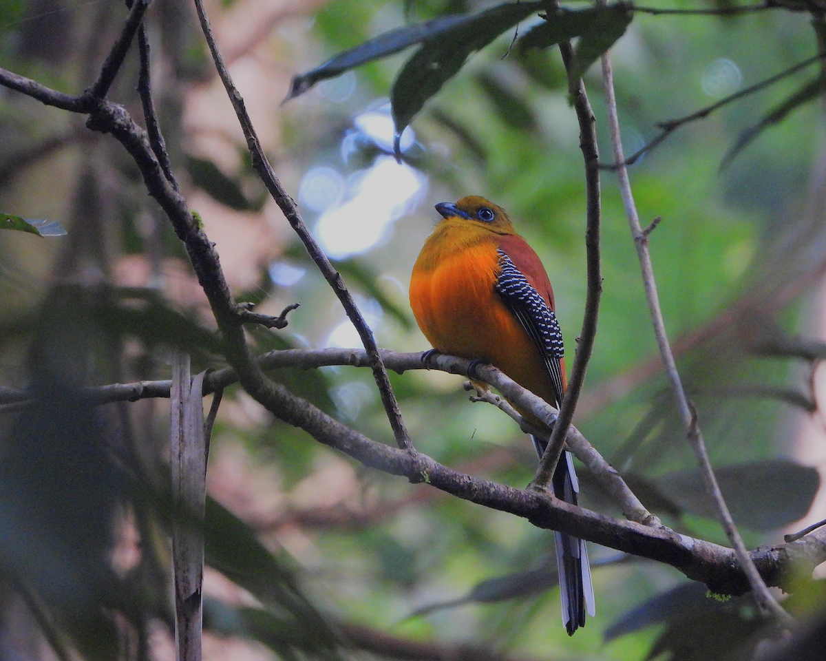 Orangebauchtrogon - ML628176196