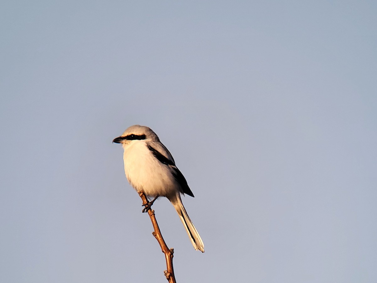 Great Gray Shrike - ML628176238