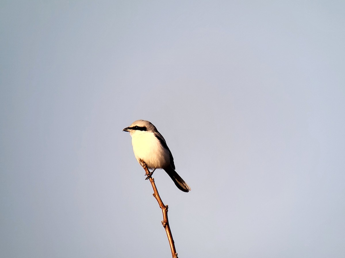 Great Gray Shrike - ML628176239