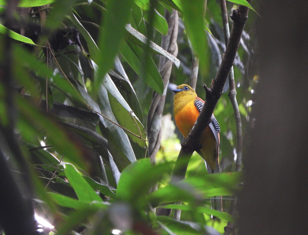 Orangebauchtrogon - ML628176292